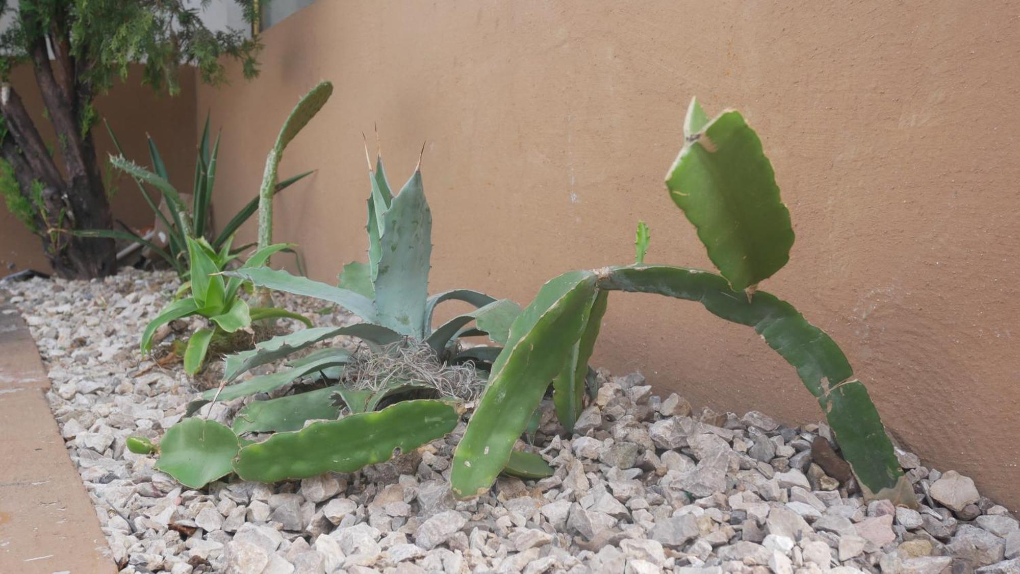 Casa El Mundo Hostel Oaxaca Ngoại thất bức ảnh