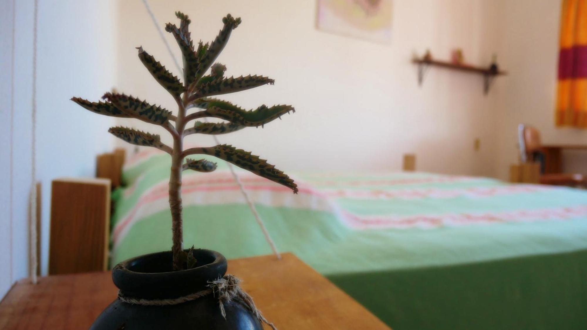 Casa El Mundo Hostel Oaxaca Ngoại thất bức ảnh